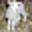www.all-creatures.org favicon