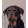 fzakaria.com favicon