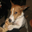 philipotoole.com favicon