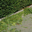 trimmings.substack.com favicon