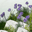 adaptivesoftware.substack.com favicon